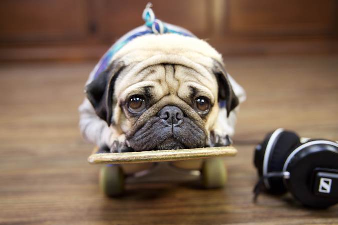 Best Pet Friendly Flooring Options in Albuquerque, New Mexico Best Pet Friendly Flooring Options