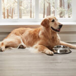 Pet Friendly Vinyl Flooring Services