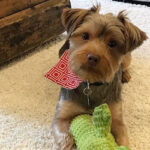 Stylish Pet Friendly Carpets