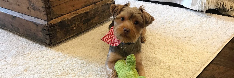 Stylish Pet Friendly Carpets
